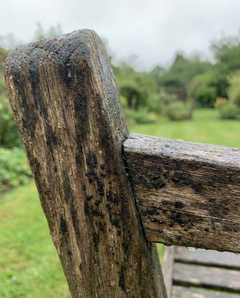 Dark stains on the bench, black dots on the pergola.