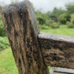 Des tâches sombres sur le banc, des points noirs sur